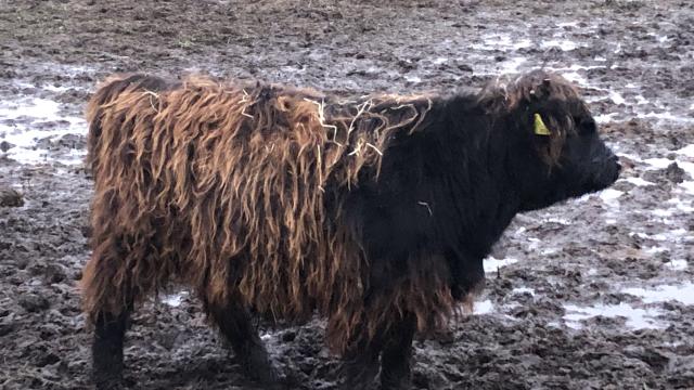 Angebote: - Highland Cattle Bulle Absetzer - Highland Cattle - Tauche