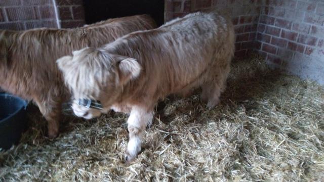 Angebote: - Highland cattle Absetzer Bulle - Highland Cattle - Bohmte