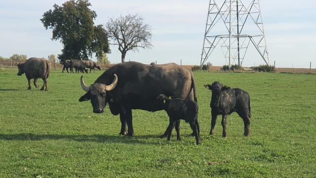 Angebote: - Kühe, Fersen und Bullenkälber, Zuchtbullen - Wasserbüffel - Limburg