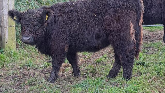 Angebote: - weibl. Absetzer black Galloway - Galloway - Bottrop