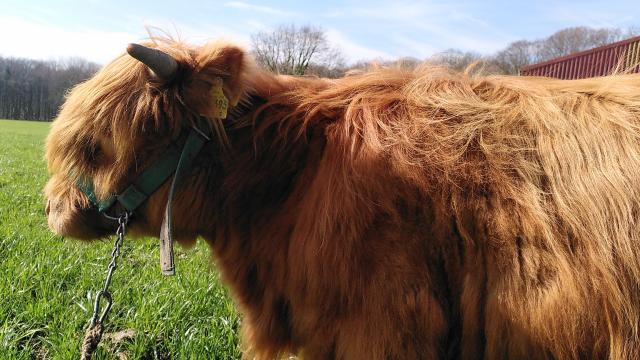 Angebote: - Halfterführige Färse Schottisches Hochlandrind / Highland Cattle - Highland Cattle - Westerkappeln