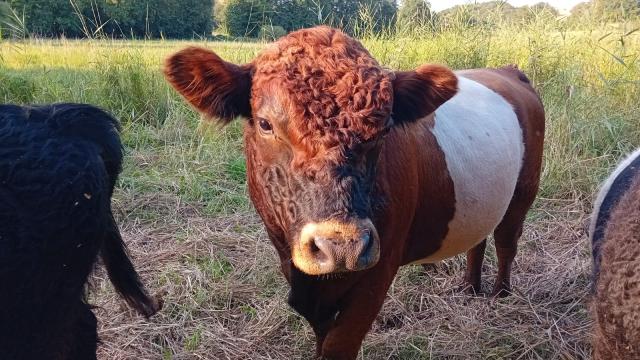 Angebote: - Red belted Galloway Bulle -BIO- - Galloway - Sulzbachtal