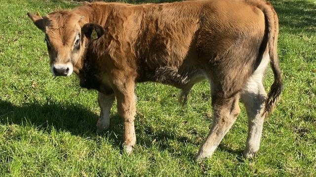 Angebote: - Aubrac Absetzer Bulle - Aubrac - Krefeld