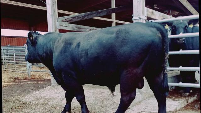 Angebote: - Aberdeen Angus Zuchtstier mit Bio-Zertifikat - Angus - Weistrach