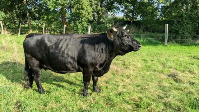 Angebote: - Welsh Black Rinder / Mini Herde - Welsh Black - Burgdorf