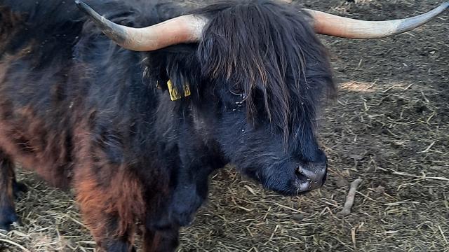 Angebote: - Highland Cattle Färse - Highland Cattle - Gemünden
