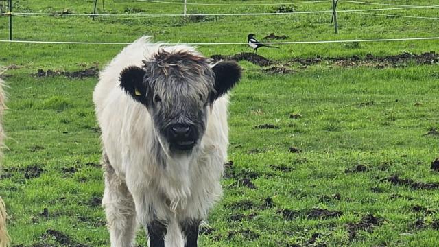 Angebote: - Mini Highland Pärchen Färse / Bulle - Highland Cattle - Wiesmoor