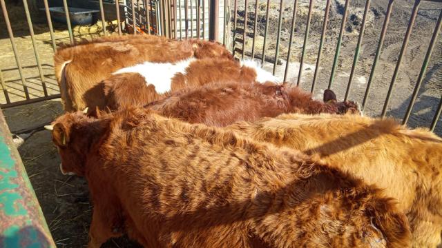 Angebote: - Weide Rinder manliche weiblich verschiedene Rassen - Limousin - Öhringen