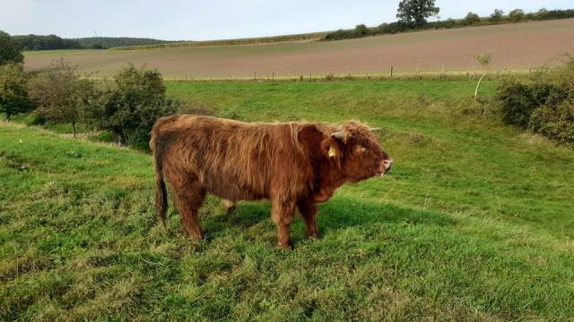 Angebote: - Jungbulle schottische hochlandrinder - Highland Cattle - Nideggen / Düren