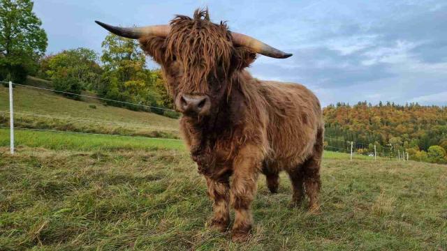 Angebote: - Highland Cattle Zuchtbulle - Highland Cattle - Pfeffingen