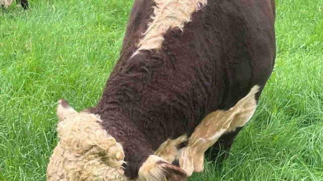 Angebote: - Hereford Stier - Hereford - Waltenhofen