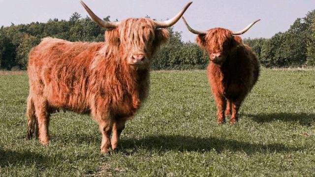 Angebote: - Zwei Schottische Hochlandrind Kühe tragend - Highland Cattle - Pietenfeld