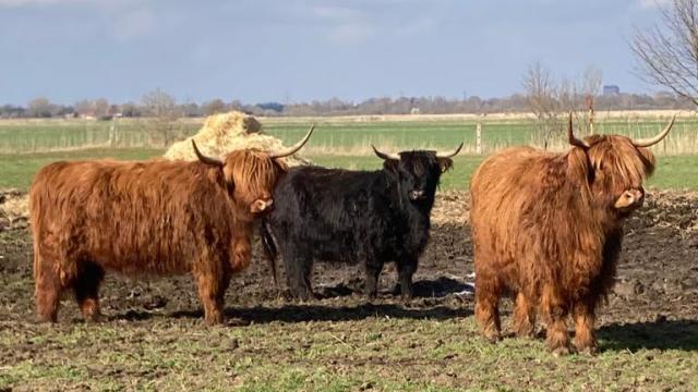 Angebote: - Highlandrinder 3 jährig - Highland Cattle - Stuhr