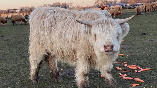 Angebote: - Schottische Hochlandrinder - Highland Cattle - Hamminkeln
