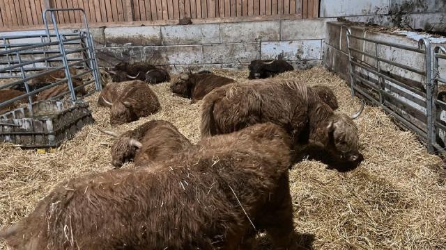 Angebote: - Schottische Hochlandrinder Schlachtbullen Deckbullen - Highland Cattle - Weil der Stadt