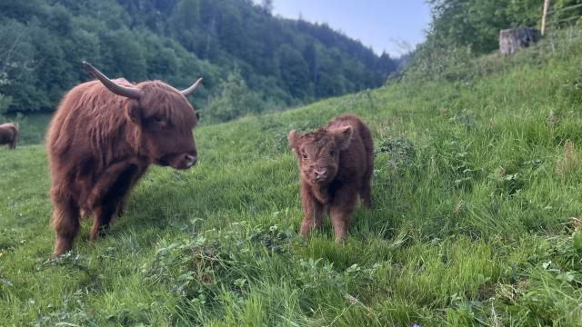 Angebote: - Mini Highland Cattel - Highland Cattle - Münstertal