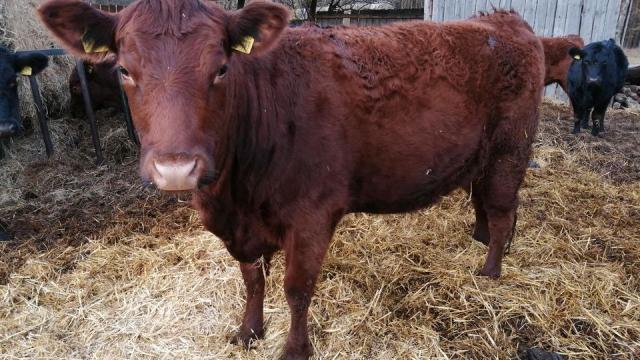 Angebote: - Angus Färsen Bio Öko 2jährig ungedeckt Rinder Angusfärse Kuh - Deutsch Angus - Plau am See