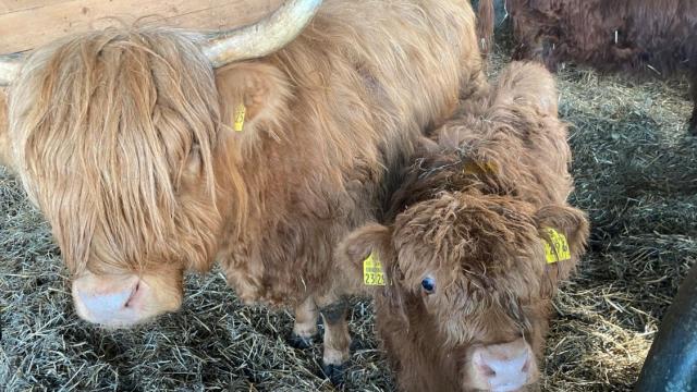 Angebote: - Schottisches Hochland Rind Highland Cattle absetzer - Highland Cattle - Vrees