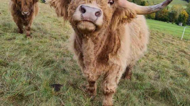 Angebote: - Highland Cattle Zuchtbulle - Highland Cattle - Pfeffingen