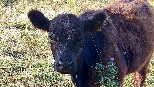 Angebote: - Handzahme Galloway Färsen + Galloway Absetzer (biozertifiziert) zu verkaufen - Galloway - Nettersheim