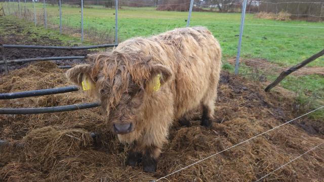 Angebote: - Highland Bulle Juri - Highland Cattle - Straupitz