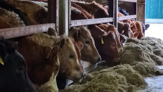Angebote: - Kreuzungs Rinder ca. 250-350 kg . - Kreuzung Fleischrind x Milchrind (XFM 98) - Bocholt