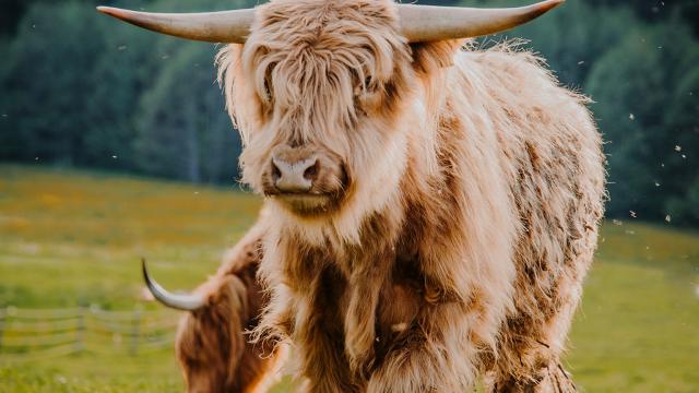 Angebote: - Schottisches Hochlandrind - Highland Cattle - Hauzenberg