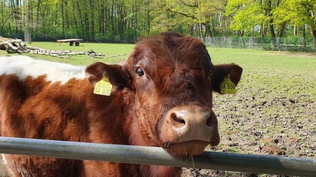 Angebote: - Freundlicher Jochberger Hummel Stier zu verkaufen - Pinzgauer - Kleve
