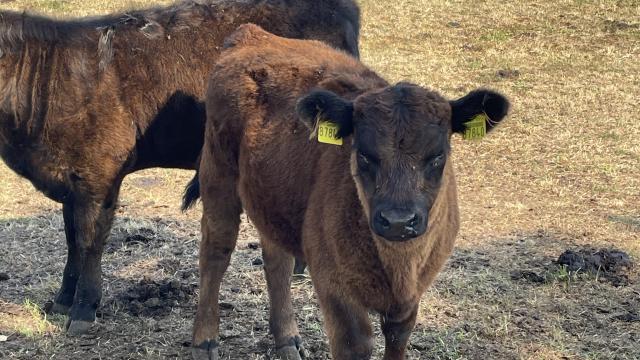 Angebote: - Gallowayabsetzer - Galloway - Beilrode