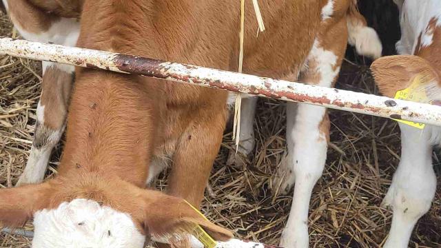 Angebote: - Bullenkälber Fleckvieh - Fleckvieh - Klein Benebek