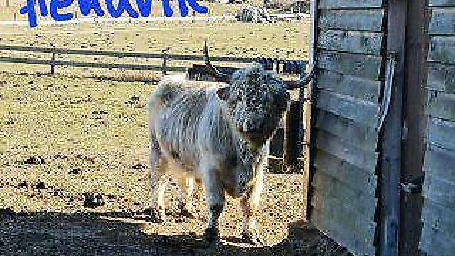 Angebote: - Herde schottische Hochlandrinder - Highland Cattle - Zemitz