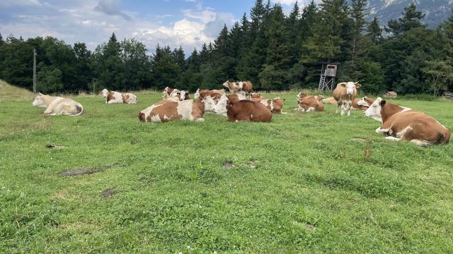 Angebote: - Kühe, Kalbinnen, Kälber zu verkaufen - Fleckvieh - Mittenwald