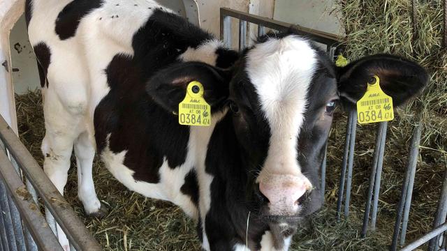 Angebote: - Weibliche Holstein Zuchtkälber aus Top Genetik laufend abzugeben - Schwarzbunt - Bad Traunstein