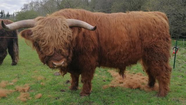 Angebote: - Highland Cattle, Bulle, Ho - Highland Cattle - Lautertal