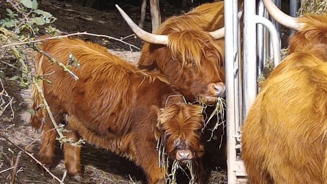 Angebote: - Schottisches Hochlandrinder tragend - Highland Cattle - Straubenhardt