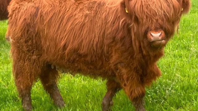 Angebote: - Highland Cattle , 2 weibliche Absetzer - Highland Cattle - Neunkirchen-Seelscheid