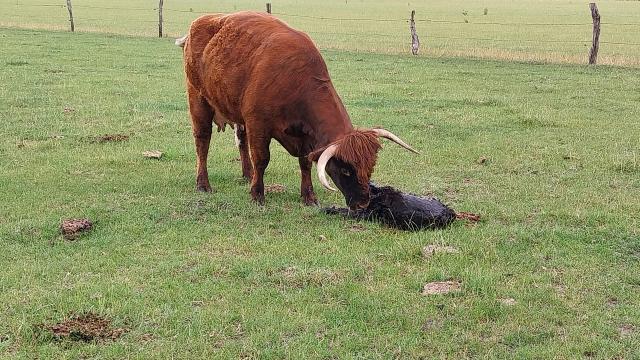 Angebote: - Britisch Longhorn x Highland Cattle Kuh - Highland Cattle - Recke