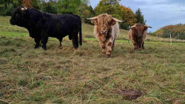 Angebote: - Highland Cattle Zuchtbullen - Highland Cattle - Pfeffingen