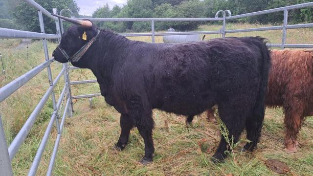 Angebote: - Highland Cattle - Schottisches Hochlandrind Zuchtbulle - Highland Cattle - Bad Endbach