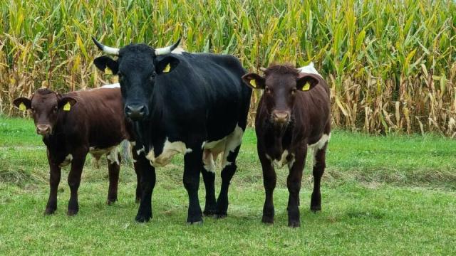 Angebote: - Schwarze reinrassige Pinzgauer Kuh und Färse zu verkaufen - Pinzgauer - Obing