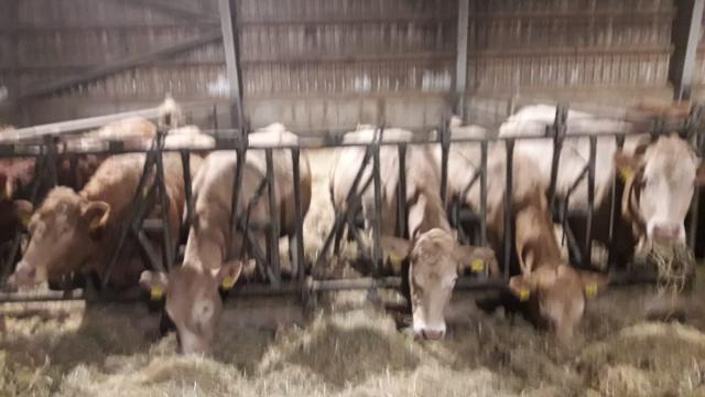 Angebote: - Tragende junge Kühe und Färsen - Blonde d’Aquitaine - Bergewöhrden