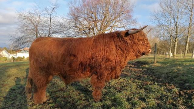 Angebote: - Highland Cattle Bulle - Highland Cattle - Lautertal