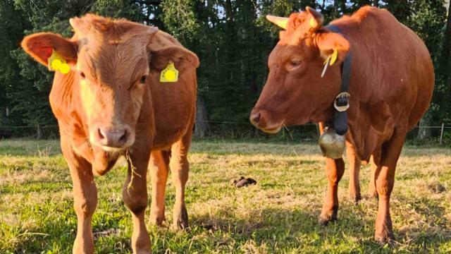 Angebote: - Schöner Red Wagyu Deckbulle /-stier - Wagyu - Radolfzell