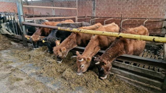 Angebote: - Jersey Rinder Kühe Färsen Bulle Milchkuh - Jersey - Übach-Palenberg