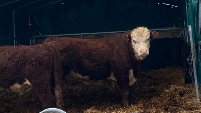 Angebote: - Herford Rinder (3 Kühe, 1 Bulle) - Hereford - Vacha
