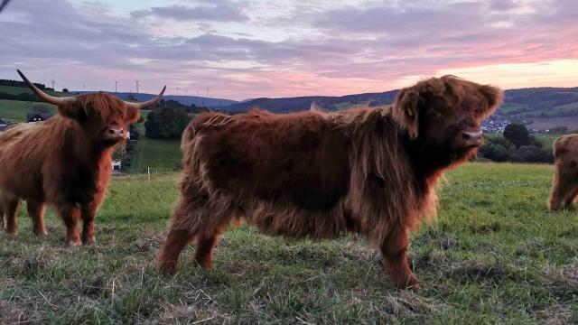 Angebote: - Highland Cattle Kuh mit Kalb biozertifiziert - Highland Cattle - W