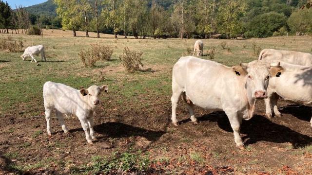Angebote: - 2 junge Charolais-Kühe mit Kälbern - Charolais - Freisen