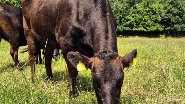 Angebote: - Wagyu Fullbloodwagyu Färse - Wagyu - Grauel