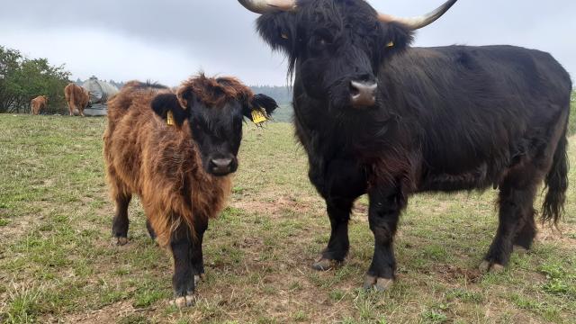 Angebote: - Highland Cattel weibliche Absetzer abzugeben - Highland Cattle - Northeim