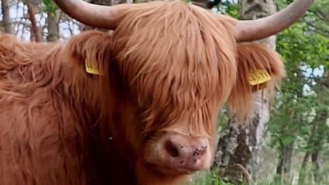 Angebote: - Highland cattle hochlandrind kuh mit kalb - Highland Cattle - Celle